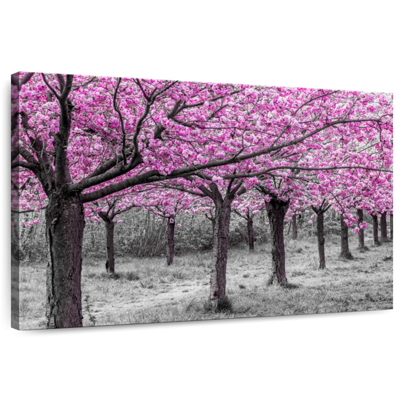Cerisiers Harnek en fleurs parfaites, H 30 po x l 45 po