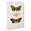 Moth Illustrations PL.18 by Charles D Orbigny - Wrapped Canvas-55362639