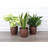 Live Low Light Houseplant Set