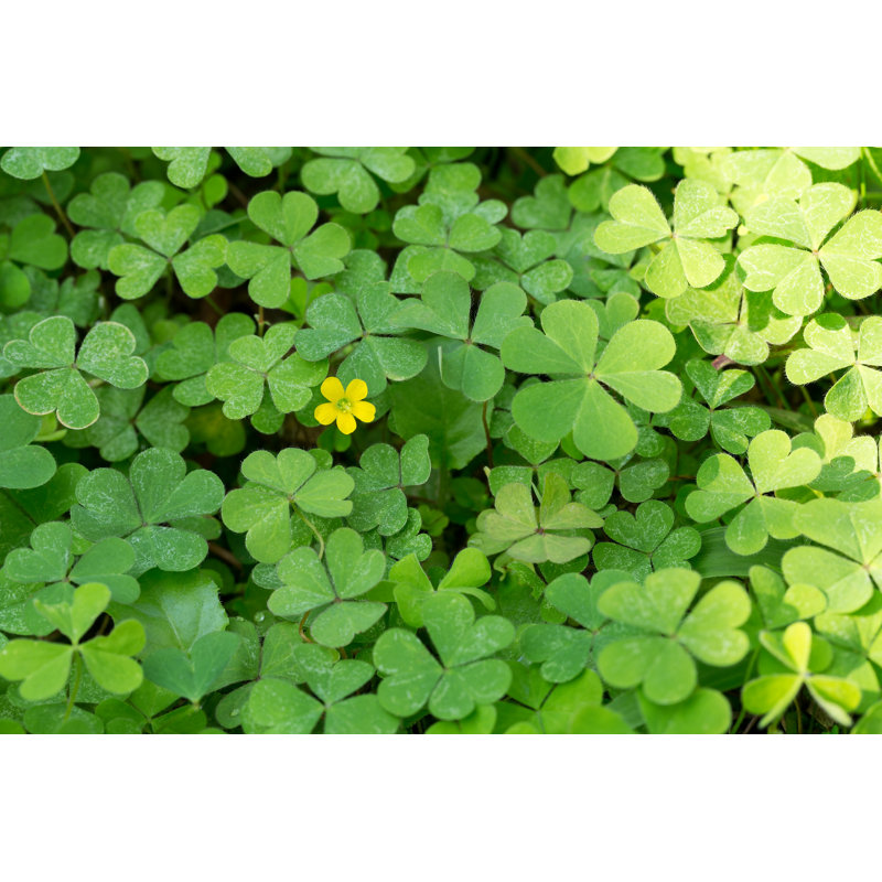 " Clover ", 8" H x 12" W  