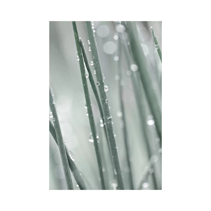 Pale Grass 1 Piece Wall Art on Canvas, 45.72cm H x 30.48cm W x 1.91cm D, Wrapped Canvas