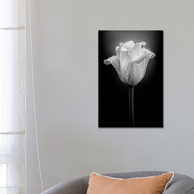 Tulip Water Drops by Nik Rave - Wrapped Canvas Gallery-Wrapped Canvas Giclée