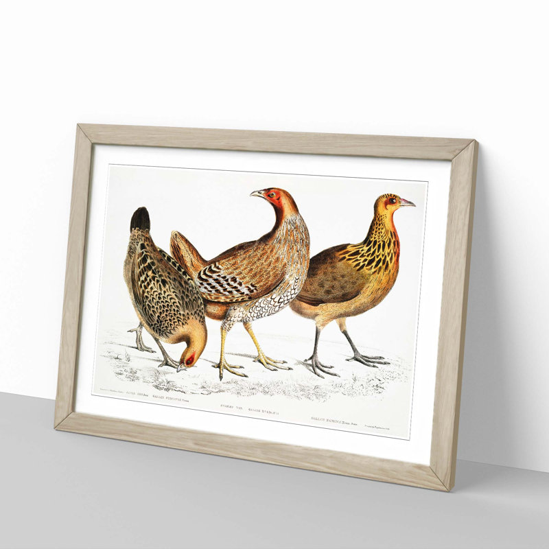 Illustration of Hens by John Edward Gray - Picture Frame Painting Print, 48cm H x 65cm W x 2cm D, Oak Framed
