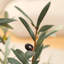 Adcock Artificial Olive Plants with Realistic Leaves and Natural Trunk, Fake Potted Tree Home Decor-483326338