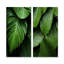 Ensemble de 2 feuilles de palmier Serenity - palmiers et palmiers-641376093-641376088