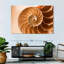 Coque Aletra Nautilus à l'intérieur-107680917