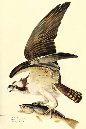 « osprey » par john james audubon, impression, H 36 po x l 24 po x P 1,5 po