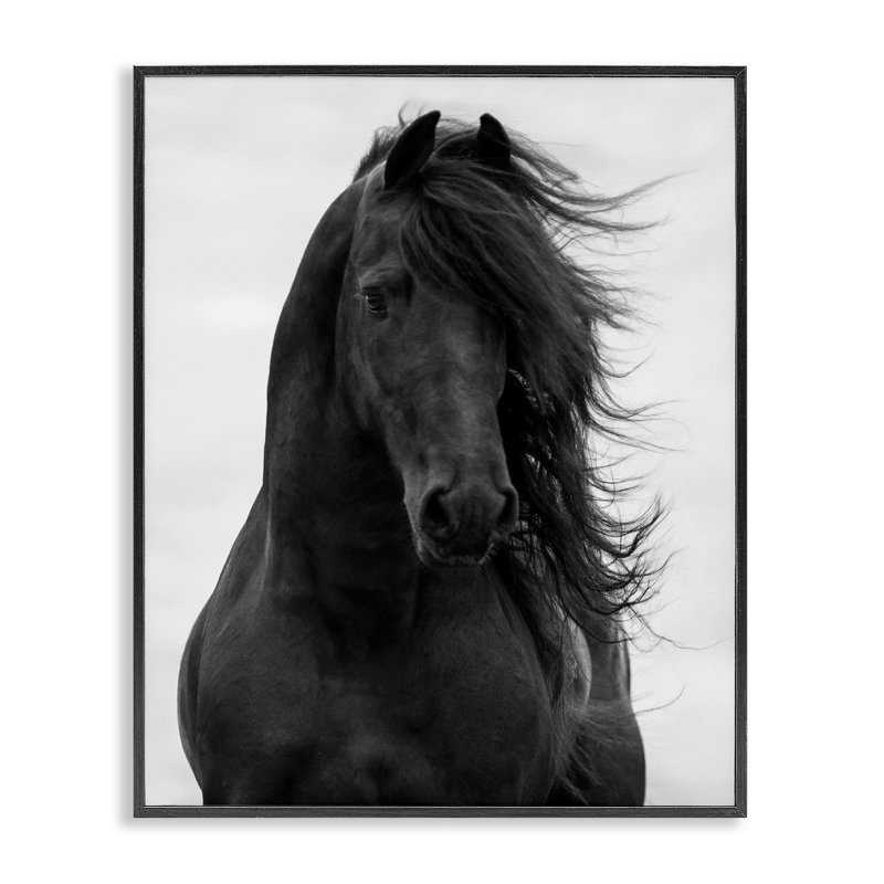 «Black Stallion Horse Portrait», art de la giclée noire encadrée par Carol Walker, Giclée encadrée noir minuit