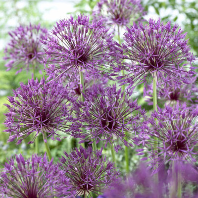 Van Zyverden Allium Purple Rain Set of 5 Bulbs