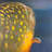 " Golden Trout Fish "-27974873