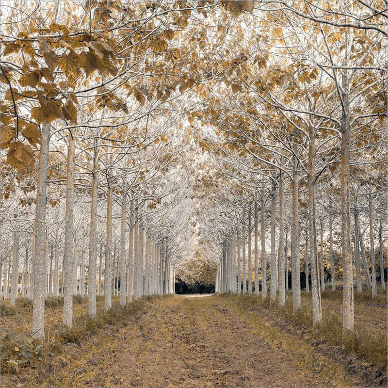 " White Gold " by Assaf Frank