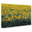 Field Of Yellow Sunflowers - Wrapped Canvas Painting-56657773