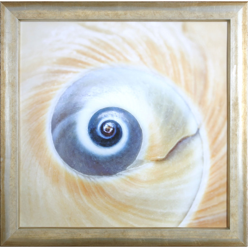 " Shell II "