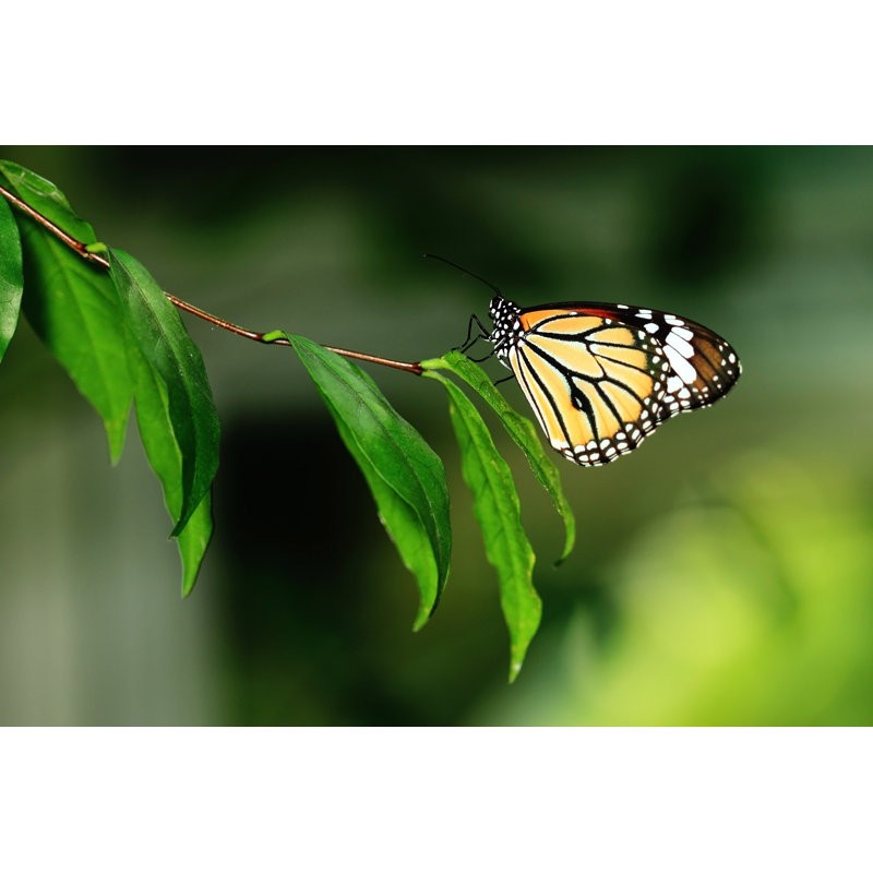 Butterfly - Wrapped Canvas Print, 30cm H x 46cm W
