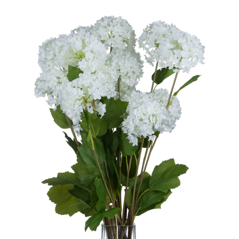 Anastasija Arrangement