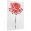 « rose sur blanc », impression sur verre Rose