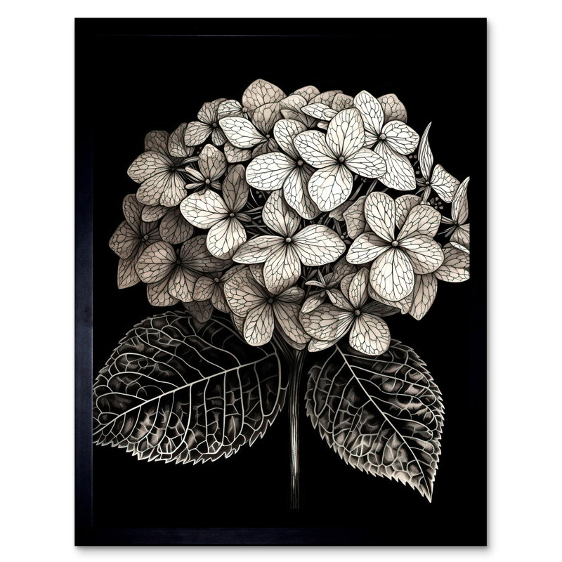 Talida Black And White Artistic Hydrangea Flower Plant - Single Picture Frame Print