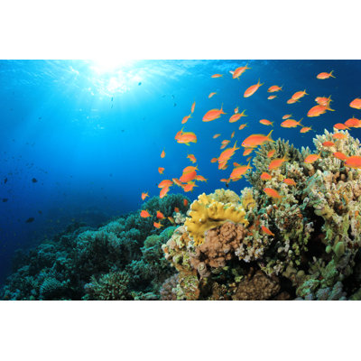 Tropical Fish And Corals by Richcarey - Wrapped Canvas Print