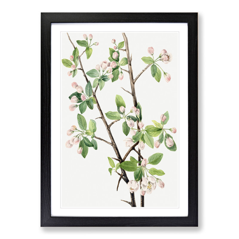 Wild Sweet Crab by Mary Vaux Walcott - Picture Frame Graphic Art, 48cm H x 36cm W x 2cm D, Black Framed