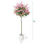 Arbre à fleurs Adcock Bougainvillea-256131621