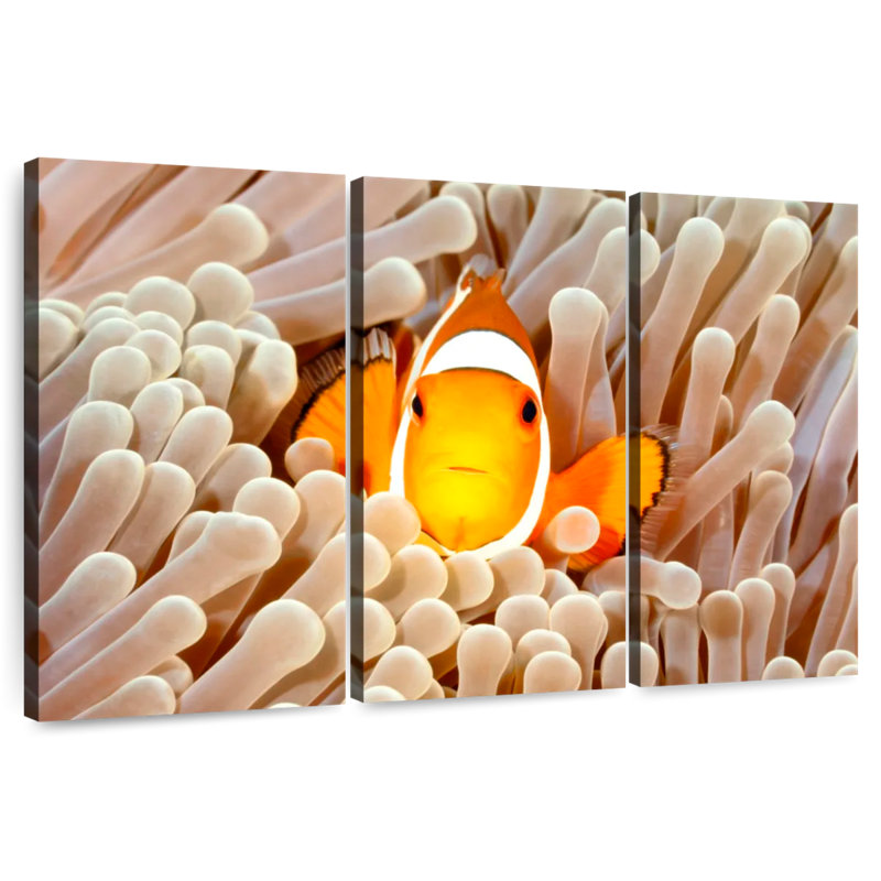 Anémone Clownfish, H 36 po x l 57 po