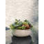 PLANT 14IN Round Succulent Arrangement, Natural Pot-80285221