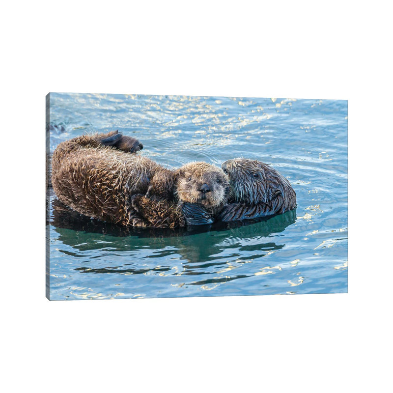 USA, California, San Luis Obispo. Sea Otter Waving. by Jaynes Gallery - Wrapped Canvas Print, 45.72cm H x 66.04cm W