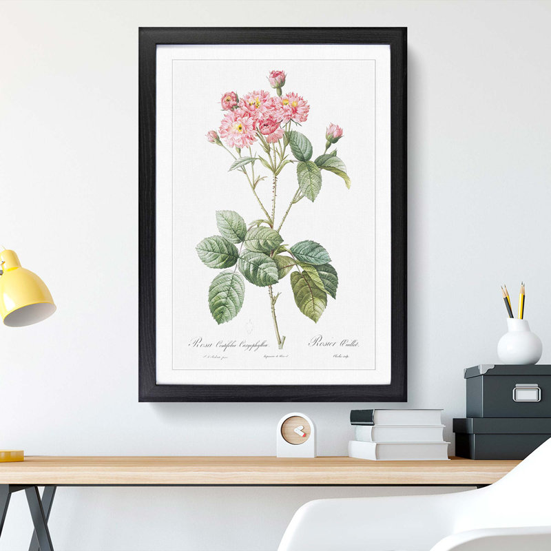 Cabbage Rose in Pink by Pierre-Joseph Redoute - Picture Frame Art Print, 48cm H x 36cm W x 2cm D, Black Framed