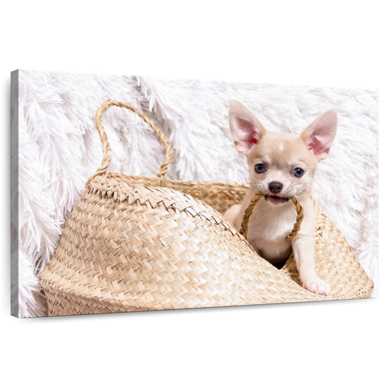 Rowdy Chihuahua, 20" H x 30" W