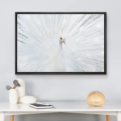 «Animals Vibrant Bright White Peacock Bird» sur toile