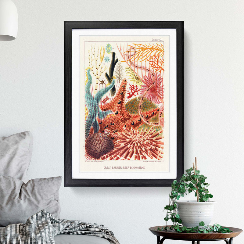 Great Barrier Reef Starfish by W. Saville-Kent - Picture Frame Painting Print, 48cm H x 36cm W x 2cm D, Black Framed