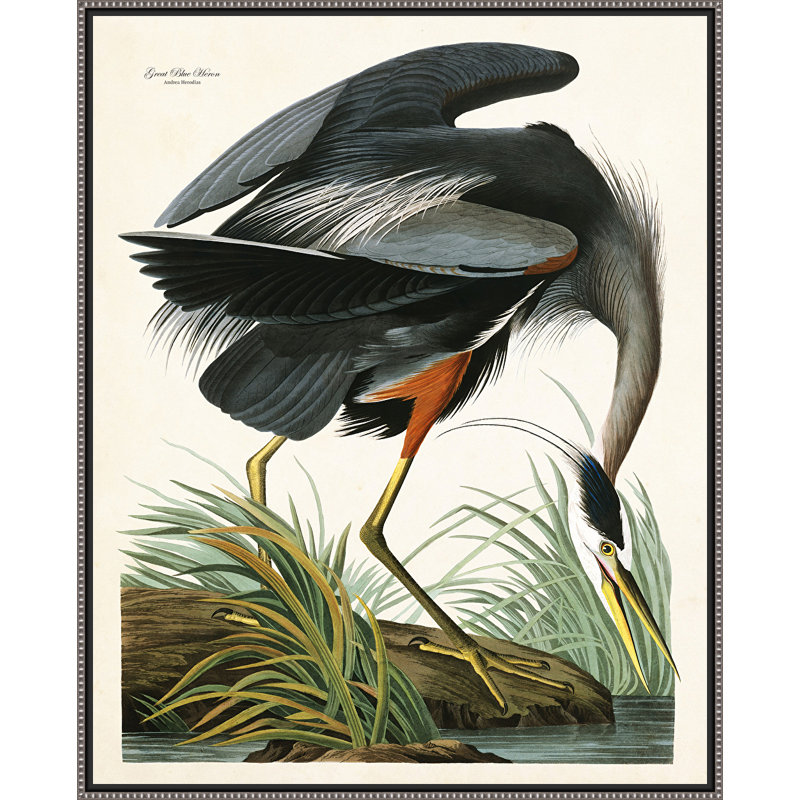 « great blue héron », reproduction d’art sur toile tendue encadrée