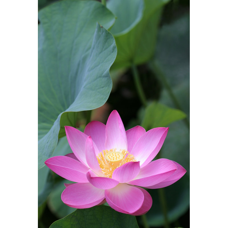 Pink lotus under green leaves, 81cm H x 122cm W