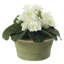 Blooms African Violet Plant In Terracotta Planter-2125946353-2125812946