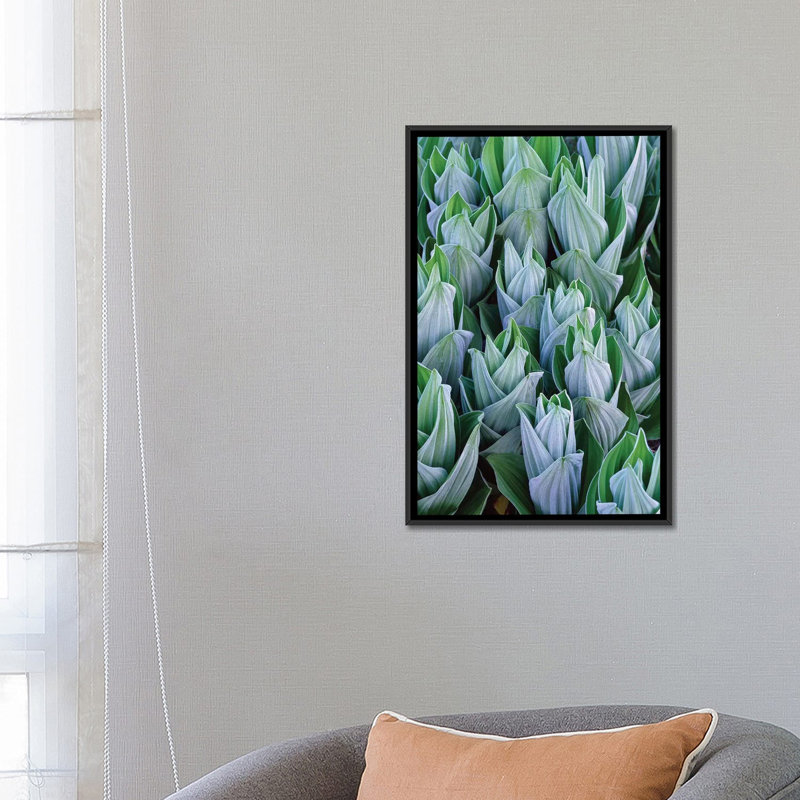 «False Hellebore with Frost, Gothic, Colorado», impression sur toile, H 60 po x l 40po x P 1,5 po, Toile avec cadre noir
