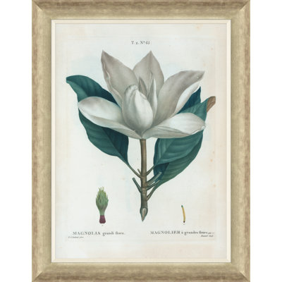 Magnolias Giclee Print by Paul Cezanne