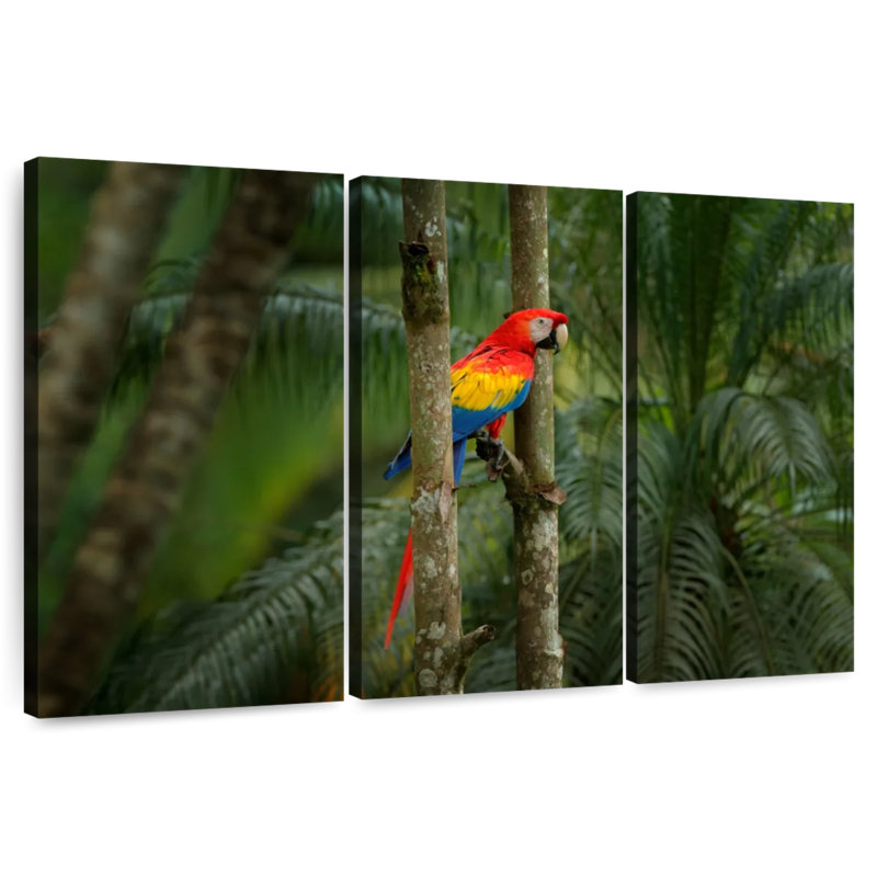 Brampt Wild Scarlet Macaw, 20" H x 33" W