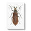 Beetle by George Shaw - Wrapped Canvas-55304135