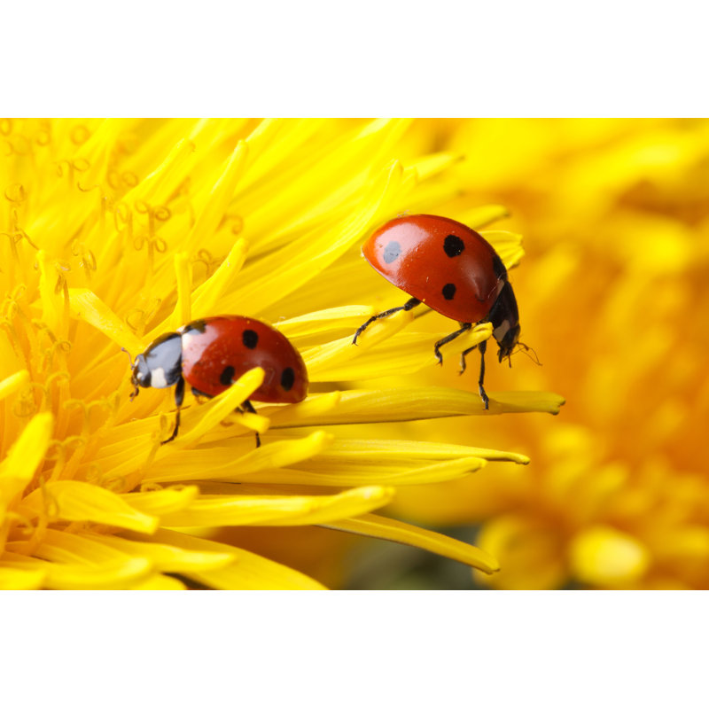 Two Ladybugs on Dandelion 1 Piece Wrapped Canvas Wall Art, 30cm H x 46cm W x 3.8cm D