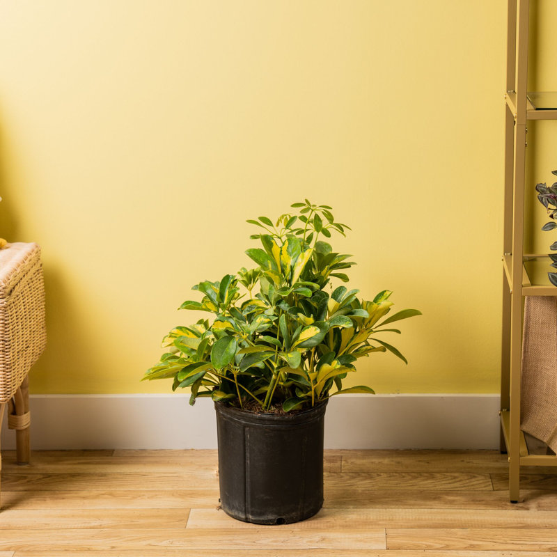 Schefflera Capella in Nursery Pot