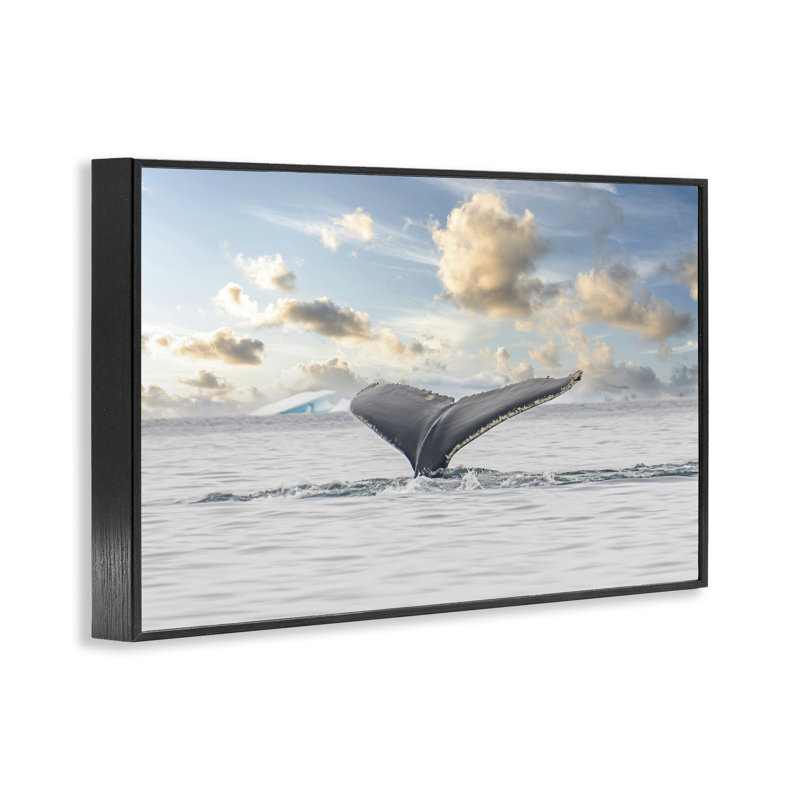 Giclée sur fond de baleine de l'Antarctique, conception de Richard Silver, H 16 po x l 24 po, Giclée encadrée noir minuit