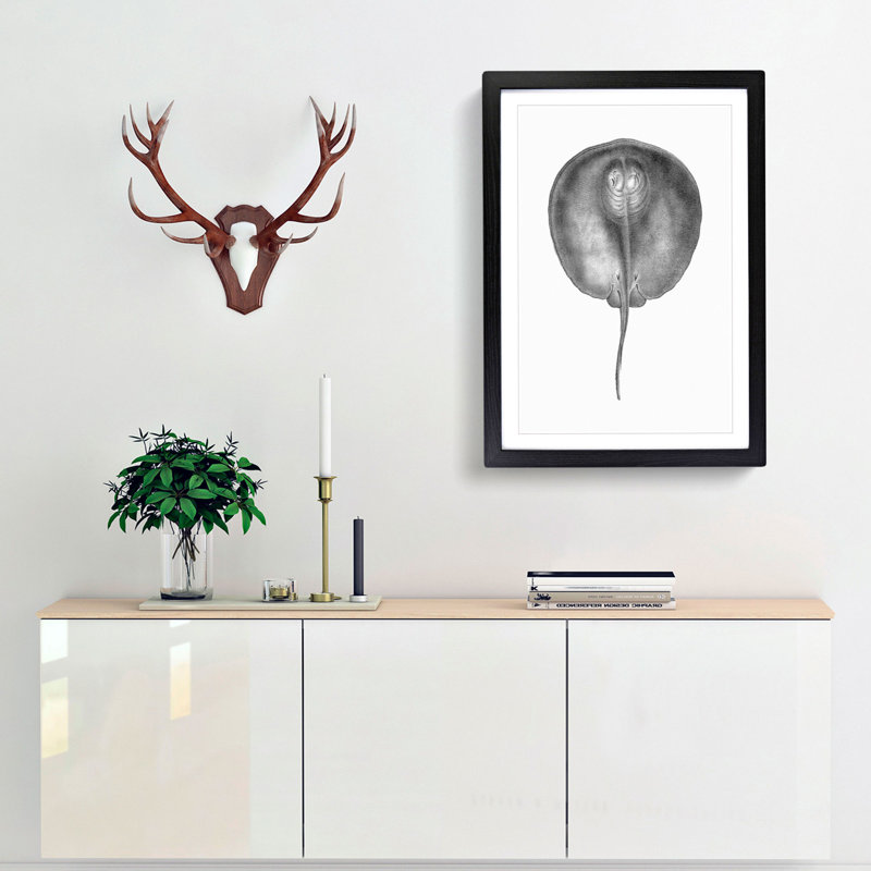 Stingray Illustration - Framed Print, 65cm H x 48cm W x 2cm D, Black Framed
