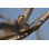 Snake (Black Mamba) par Marieholding - Photographie sur toile tendue