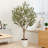 Adcock 84" H Floor Olive Tree in Pot