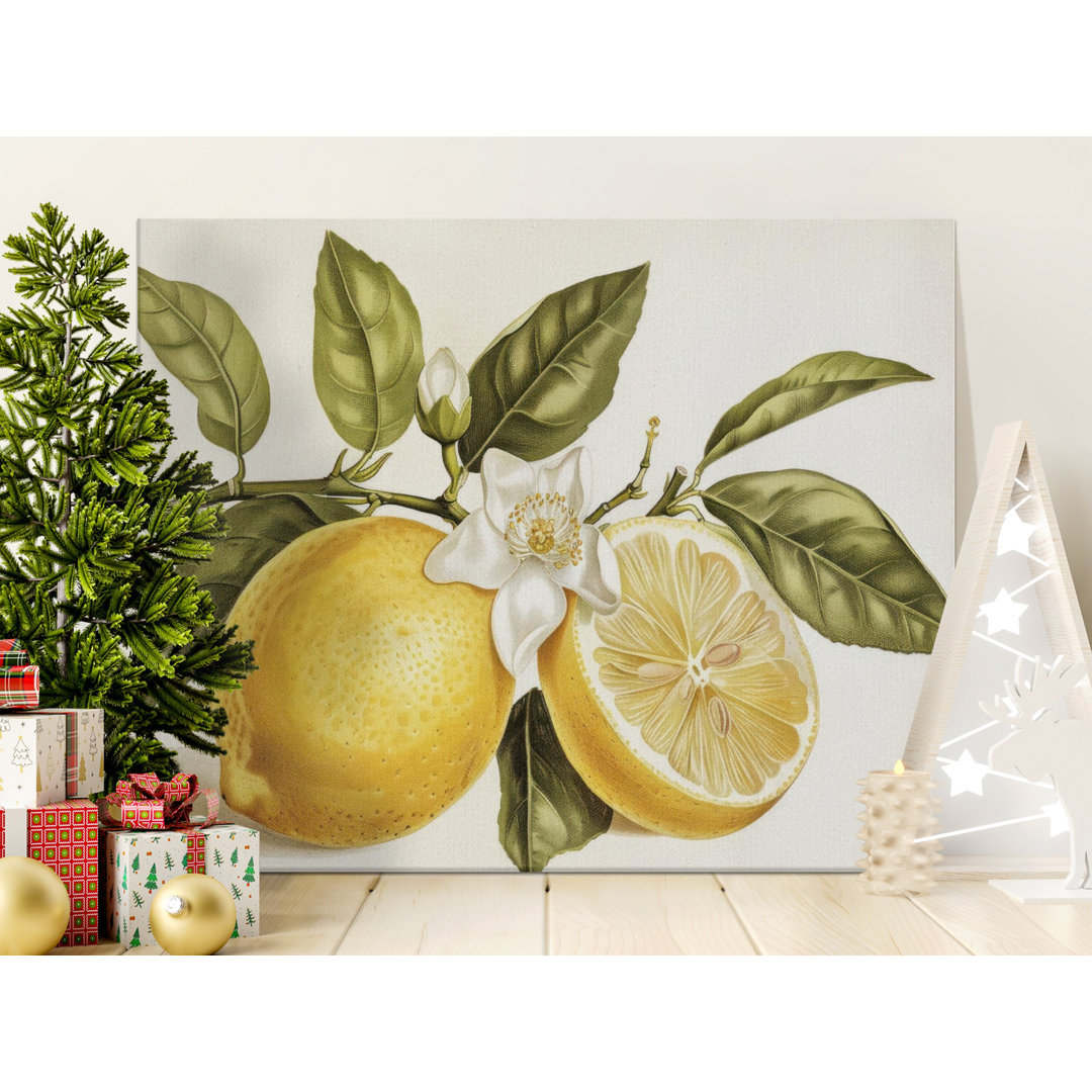 Vintage Lemon Botanical Canvas Wall Art Print Citrus Fruit Kitchen Decor Classic Mediterranean Farmhouse Style Home Art