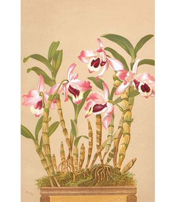 « dendrobium nobile » par h.g. moon, impression