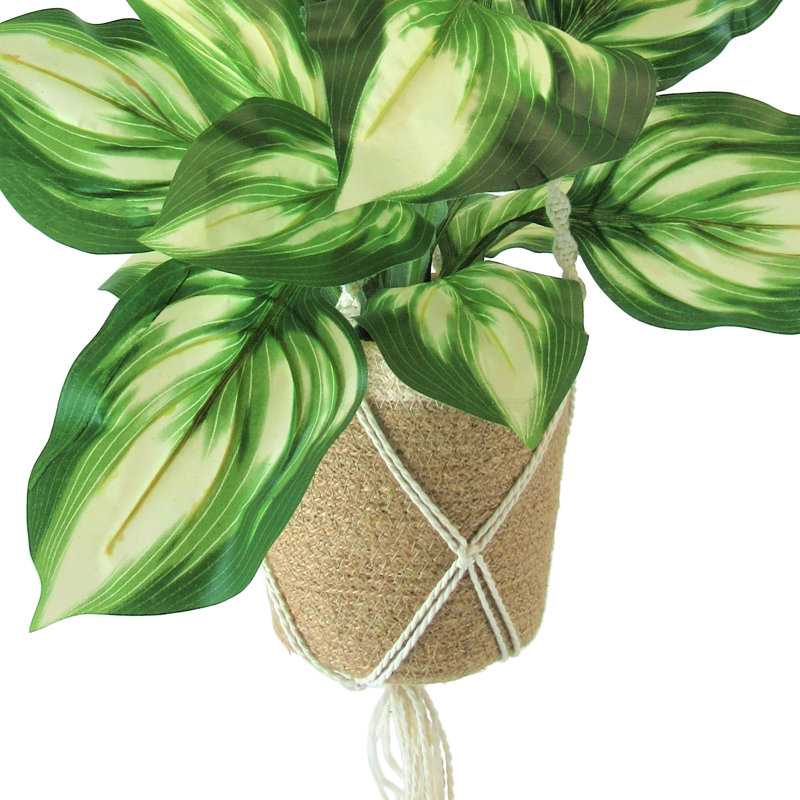 Colletta 34,00 "plante dans un panier