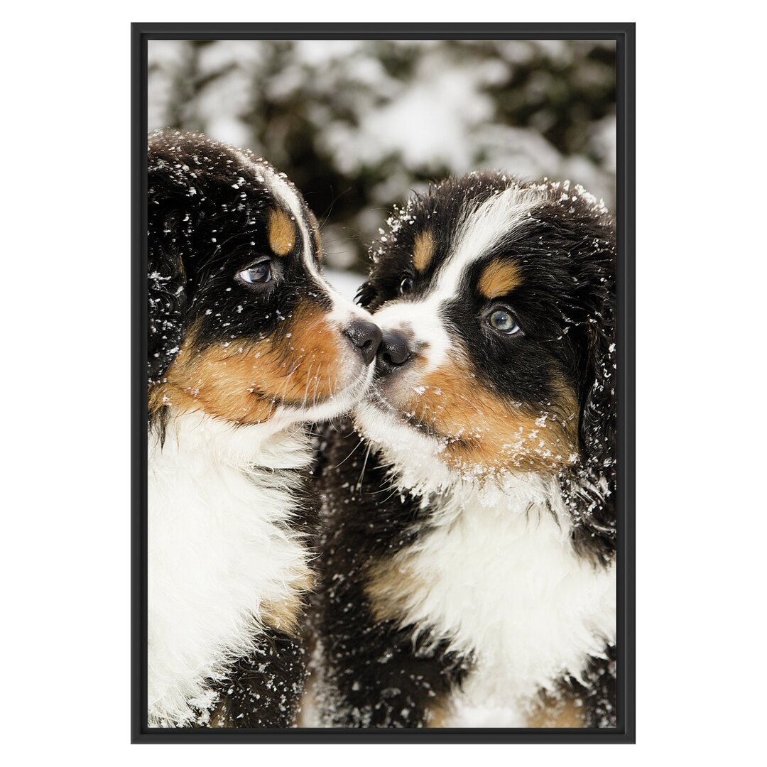 Gerahmtes Wandbild Bernersennen Hunde Welpen