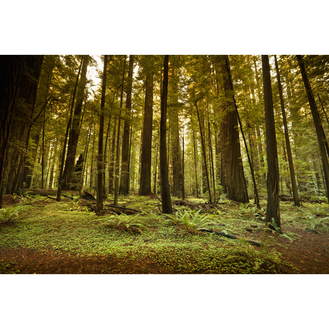 Redwood Trail In Forest von Pgiam - Leinwanddrucke auf Leinwand