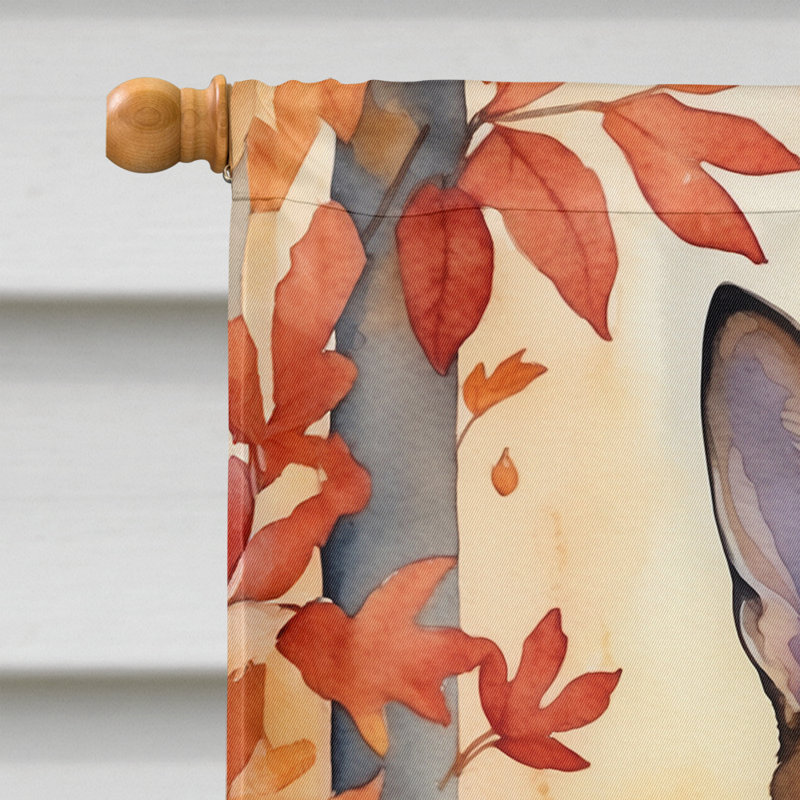 Chat en feuilles d'automne, Abyssinien